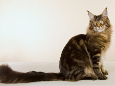 Maine Coon