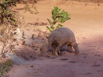 Gordeldier (Pink Fairy Armadillo)