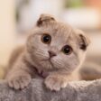 Top 10 Mooiste Kattenrassen