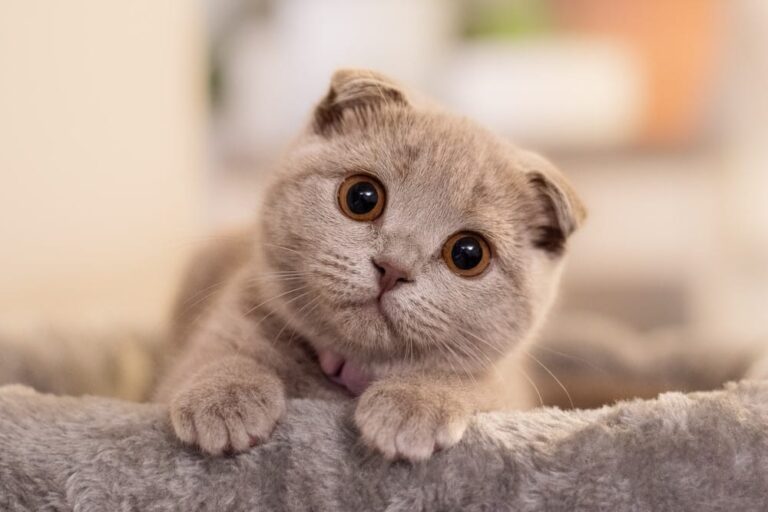 Top 10 Mooiste Kattenrassen