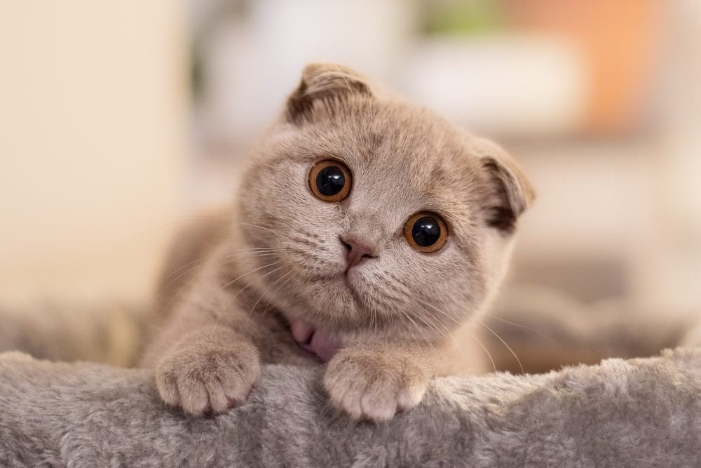Top 10 Mooiste Kattenrassen