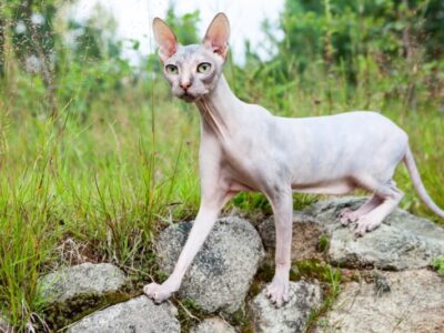 Sphynx (Naaktkat)