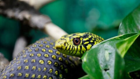 Top 10 Meest Giftige Dieren ter Wereld
