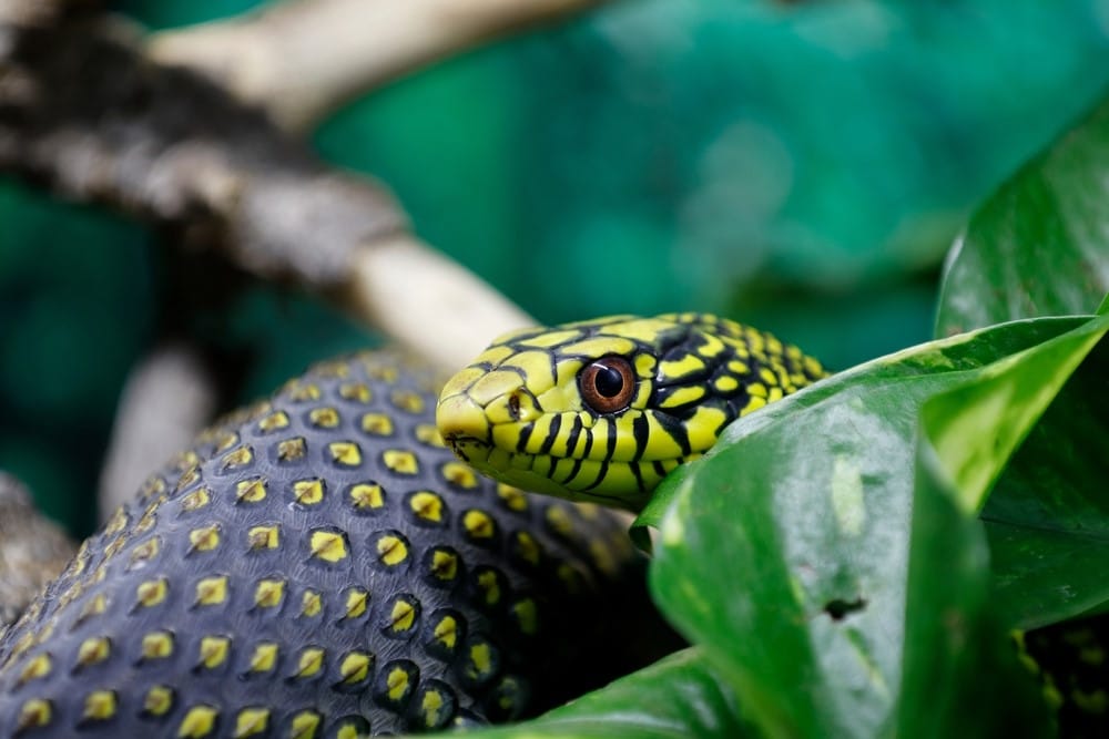 Top 10 Meest Giftige Dieren ter Wereld