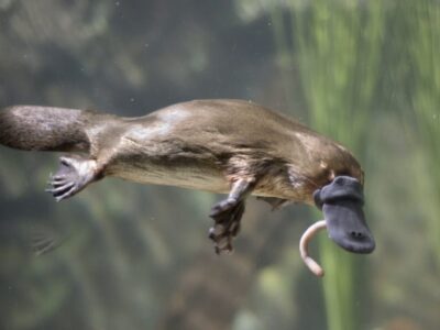 Vogelbekdier