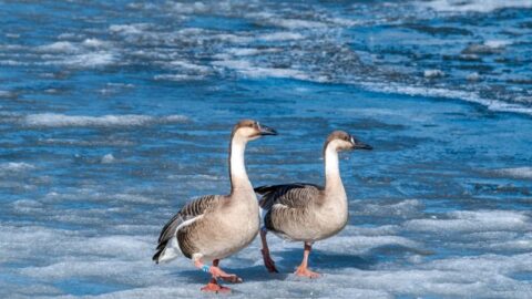 Top 10 Meest Romantische en Trouwe Dieren (Levenspartners)