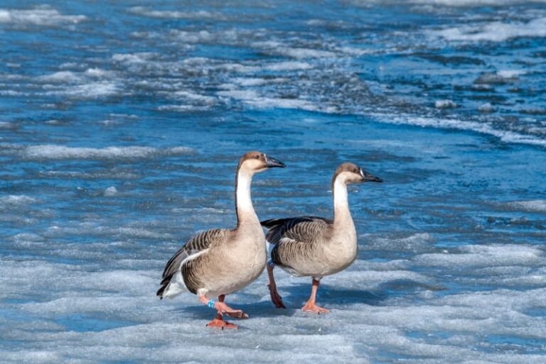 Top 10 Meest Romantische en Trouwe Dieren (Levenspartners)