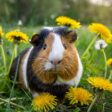 Top 10 Beste Eerste Huisdieren voor Kinderen