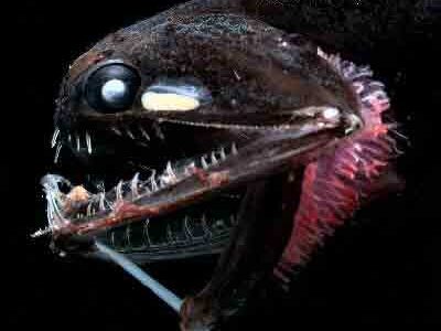 Zwarte Draakvis (Black Dragonfish)