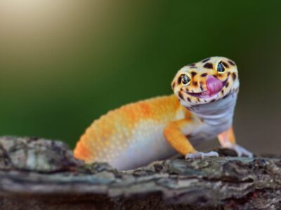 Bladstaartgekko (Madagaskar)