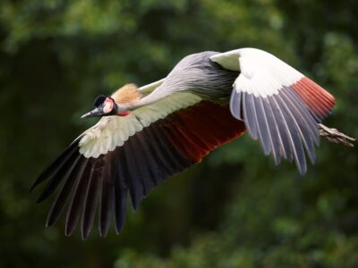 Kraanvogel