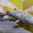 Top 10 Meest Angstaanjagende Diepzeewezens