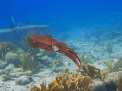 Vampierinktvis (Vampyroteuthis infernalis)