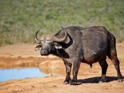 Kaapse Buffel (Black Death)