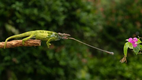 Top 10 Bizarste en Vreemdste Dieren op Aarde