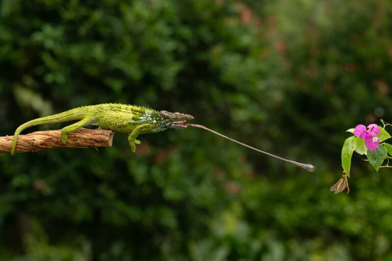 Top 10 Bizarste en Vreemdste Dieren op Aarde