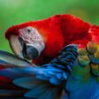 Top 10 Dieren met de Bizarste Versiertrucs en Paringsdansen