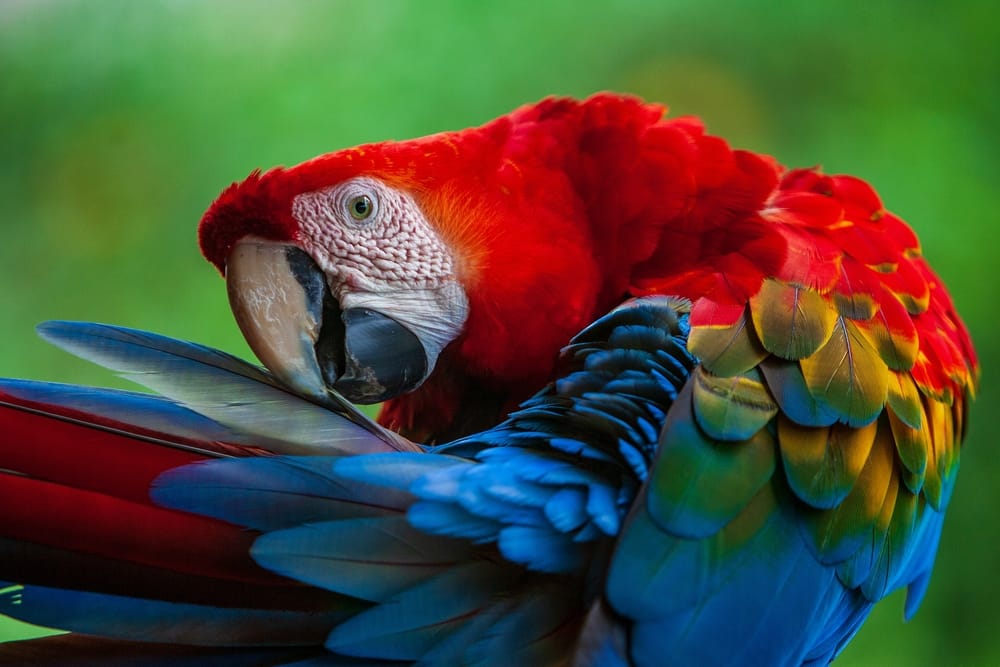 Top 10 Mooiste en Meest Kleurrijke Vogels
