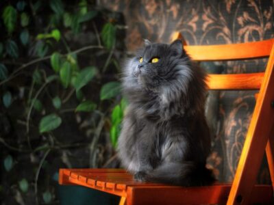 Perzische Kat