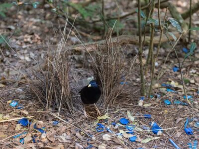 Prieelvogel (Bowerbird)