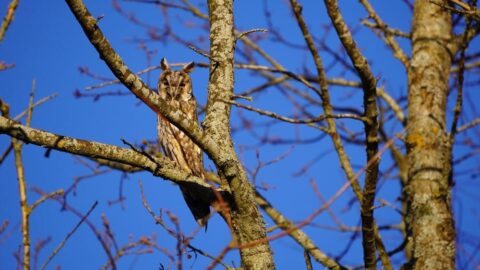 Top 10 Dieren met de Beste Camouflage