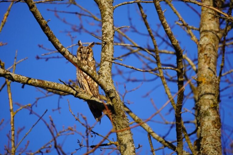 Top 10 Dieren met de Beste Camouflage