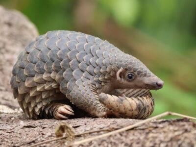 Pangolin (Schubdier)