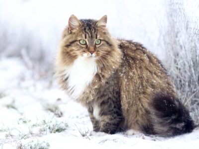 Siberische Kat