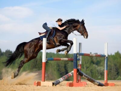 Pikzwart Paard (Fries Paard / Hengst)