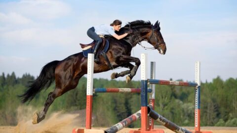 Top 10 Meest Geliefde Boerderijdieren