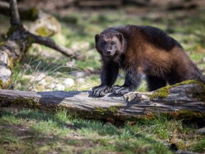 Veelvraat (Wolverine)