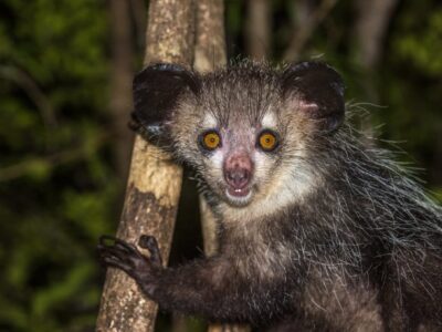 Vingerdier (Aye-aye)