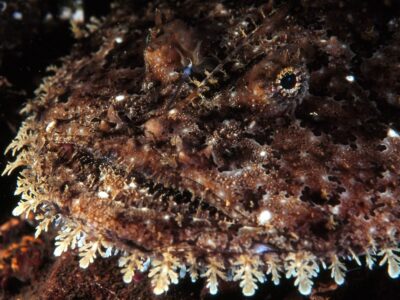 Diepzee Hengelaarsvis (Anglerfish)