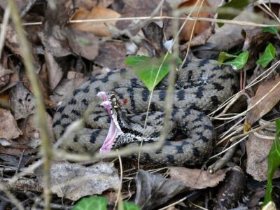 Gewone Adder