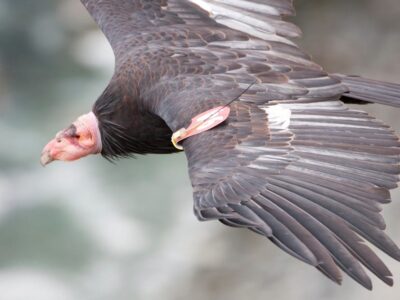 Andescondor
