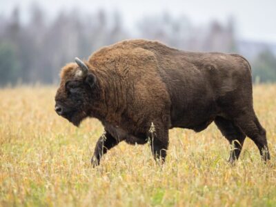 Wisent (Europese Bizon)
