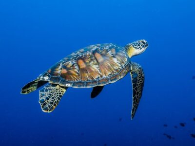 Groene Zeeschildpad