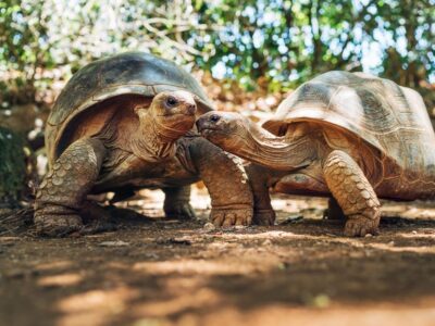 Sommige schildpadden kunnen ademen via hun anus