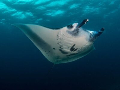 Reuzenmanta (Manta Ray)