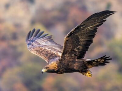 Steenarend (Golden Eagle)
