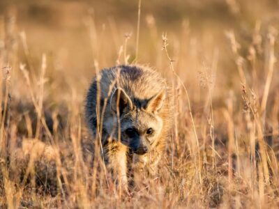 Grijze Wolf