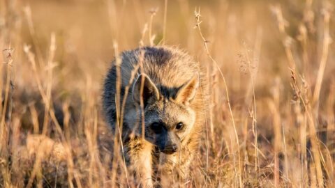 Top 10 Gevaarlijkste Dieren van Europa