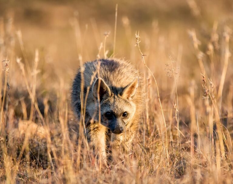 Top 10 Gevaarlijkste Dieren van Europa