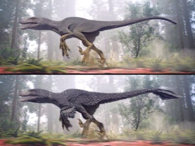 Triceratops
