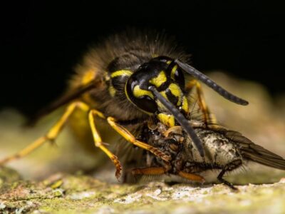 Cicade