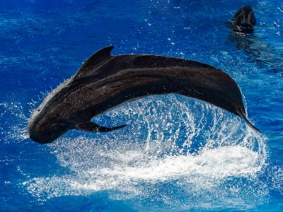 Orka