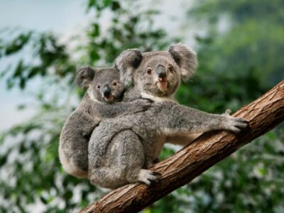 Koala's hebben unieke vingerafdrukken die niet van menselijke te onderscheiden zijn
