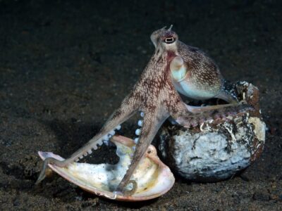 Een octopus heeft drie harten en blauw bloed