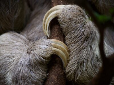 Reuzenluiaard (Megatherium)