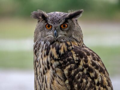 Oehoe (Eurasian Eagle-Owl)